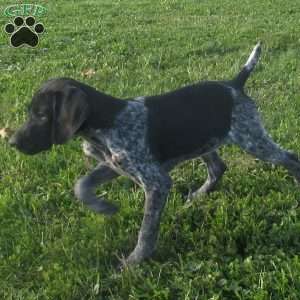 Hailey, German Shorthaired Pointer Puppy